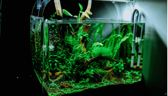 aquarium tank, Langkah membuat aquascape sendiri  dan cara perawatannya