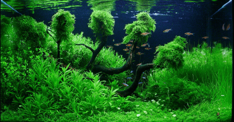 air bening aquascape, perbedaan vivarium terrarium paludarium dan aquarium