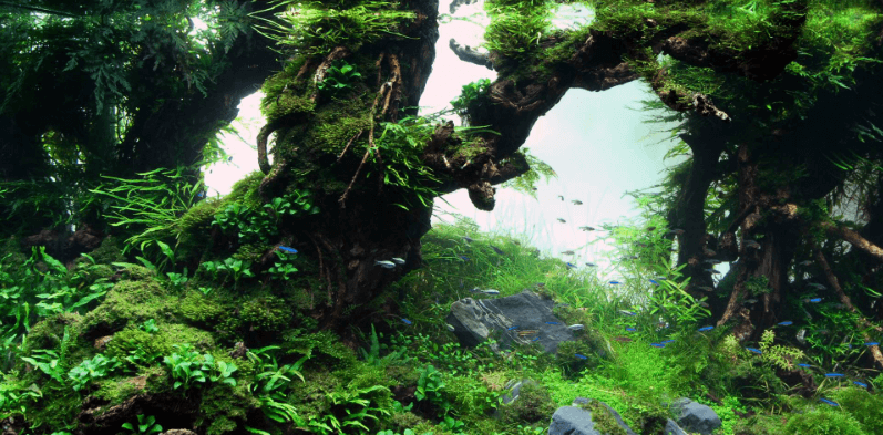 hutan aquascape, perbedaan vivarium terrarium paludarium dan aquarium