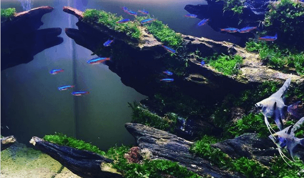 ikan neon, gaya aquascape paling populer