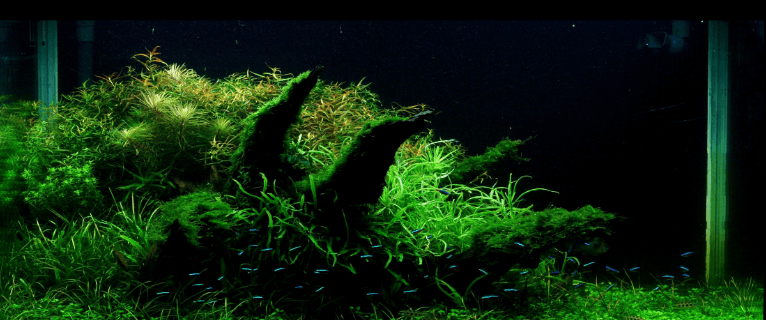 tetra aquascape, 17 jenis tanaman aquascape tanpa co2